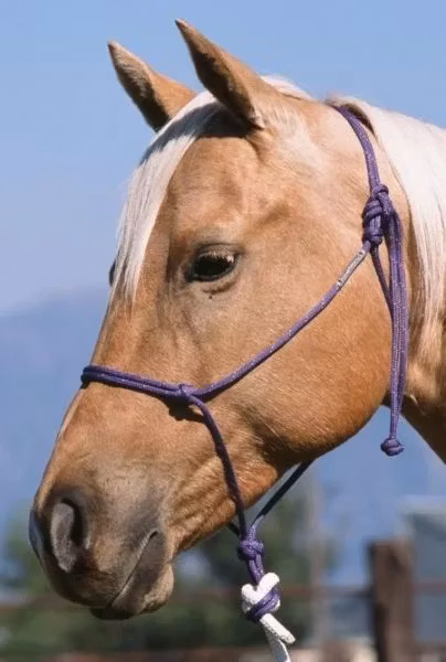 Double Diamond repgrimma Horse #124 B