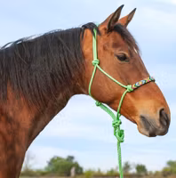 Cashel repgrimma med pärlbroderi + matchande ledrep