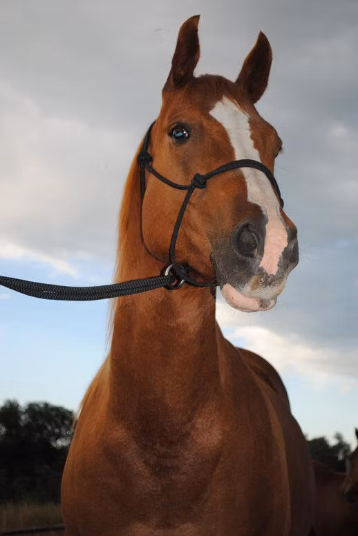 Mike Majors träningsrepgrimma 5/16"