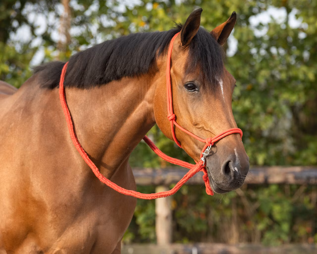 QHP repgrimma med tyglar