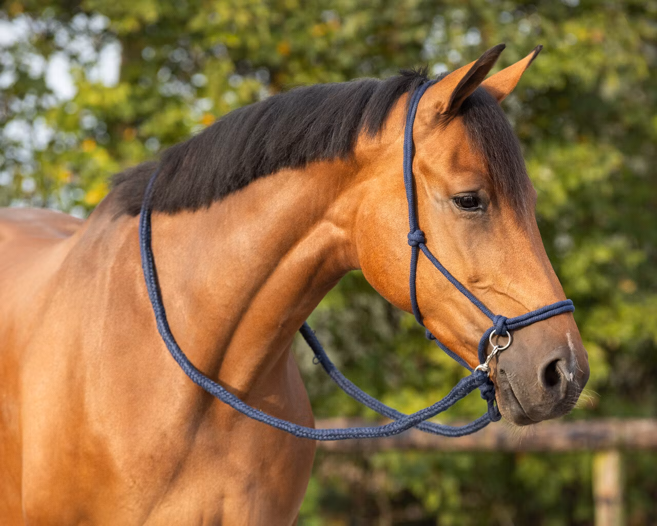 QHP repgrimma med tyglar