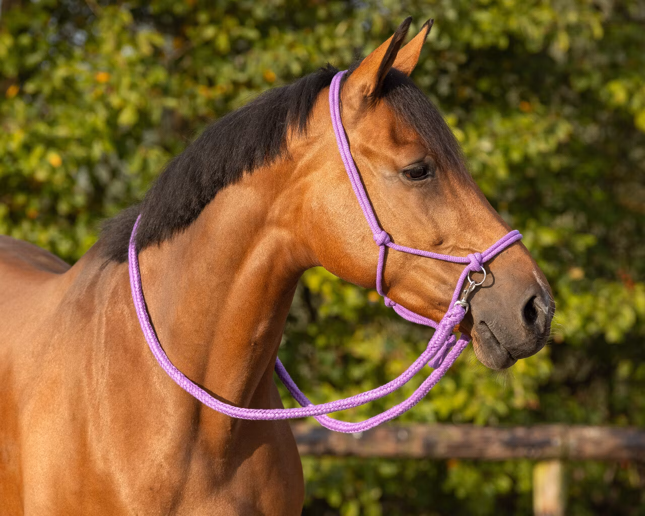 QHP repgrimma med tyglar