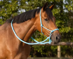QHP repgrimma med tyglar