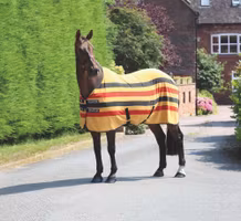 Shires Tempest Newmarket fleecetäcke Golden Stripes B