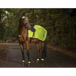 Norton exercise sheet