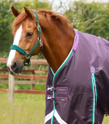 Premier Equine Buster 200g Turnout Rug with Snug-Fit Neck Cover Purple B