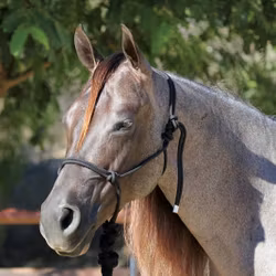 Professionals Choice rope halter Black