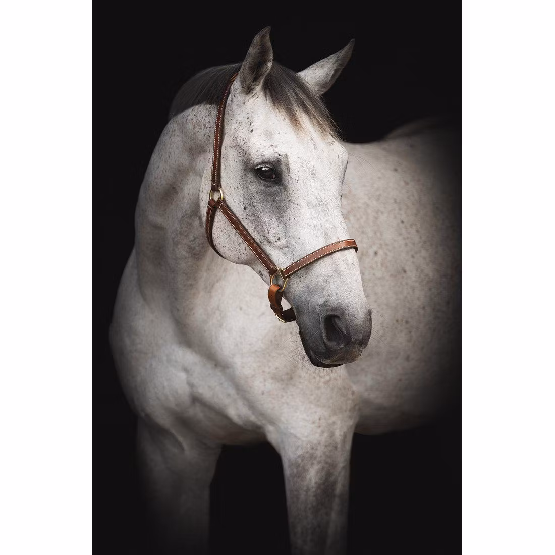 Lippo grimma Supreme Midbrown