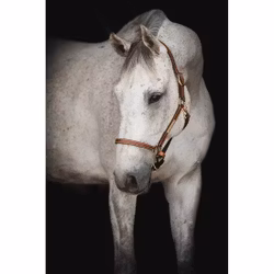 Lippo grimma Supreme Midbrown