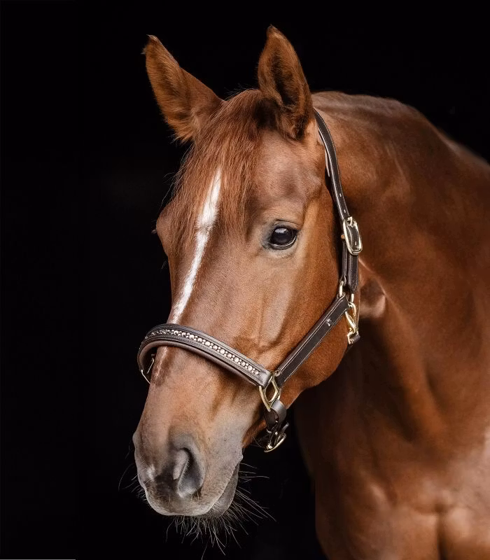Waldhausen Crystal Leather Halter Brown/Gold