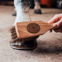 Borstiq Islänningen Bassine