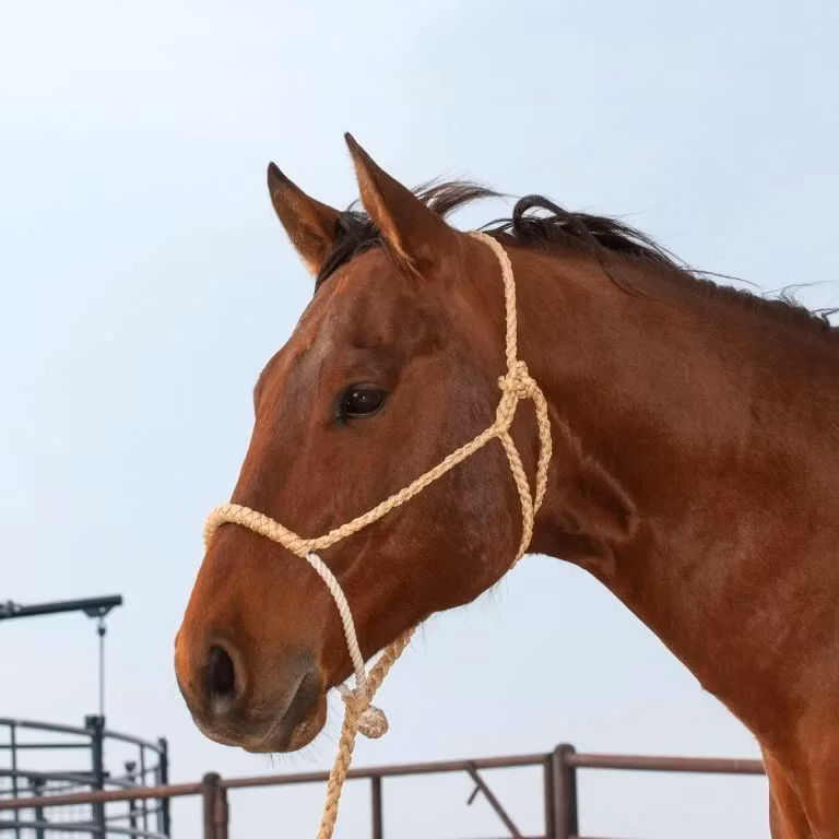 Classic Equine Rope Nose Halter and Leadrope Tan