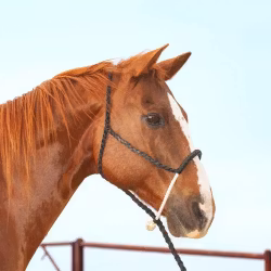 Classic Equine Rope Nose Halter and Leadrope Black