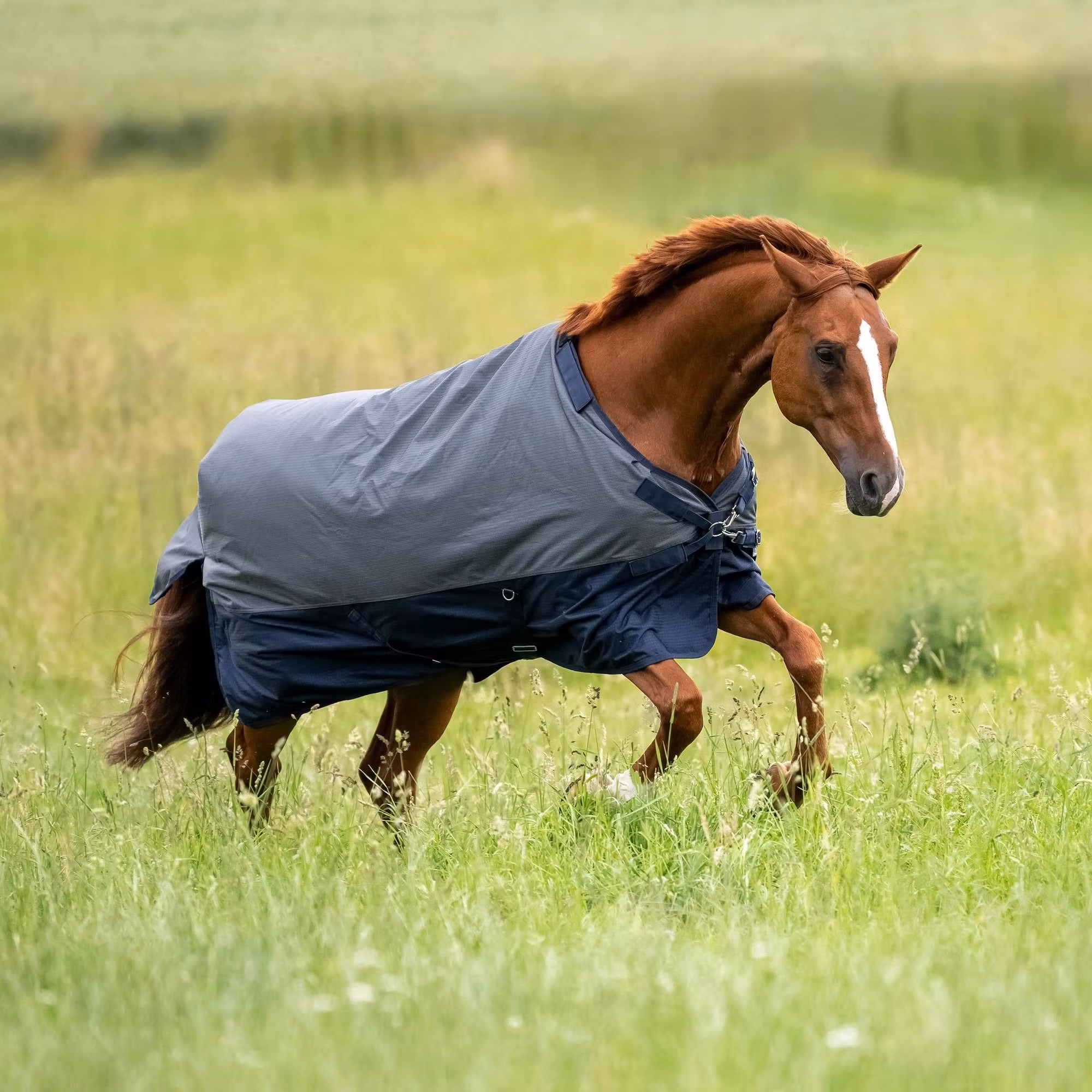 Busse Turnout Rug Active 50