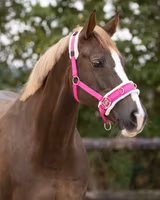 QHP Kapson Fuchsia