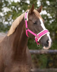 QHP Kapson Fuchsia