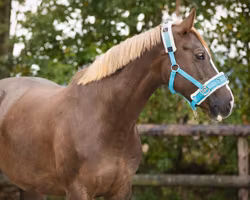 QHP Kapson Skyblue