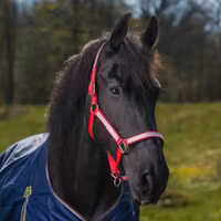 Grimma Romana Röd