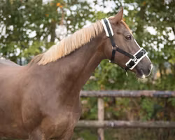 QHP Kapson Svart