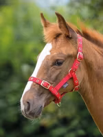 Shires Fölgrimma Röd