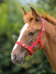 Shires Fölgrimma Röd