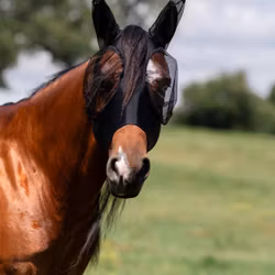 Comfort Fit Lycra Fly Mask With Forelock Opening Black
