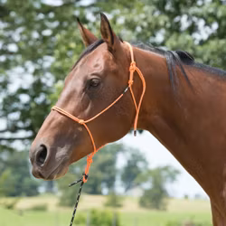 Silvertip Reflective Rope Halters