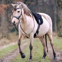 F.R.A® Ridpad / Barbackasadel Bisco, Svart Cob/Full
