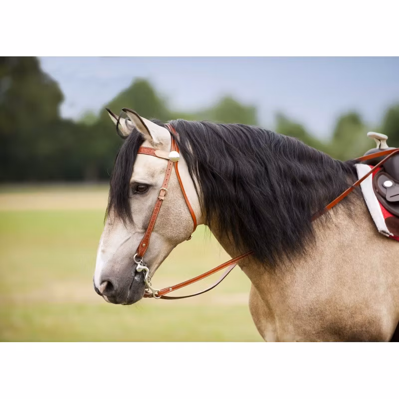 Randol´s Two Tone Bridle