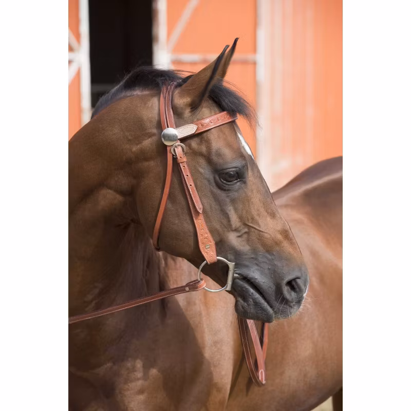 Randol´s Two Tone Bridle