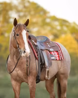 SattelMaxAnatomical Show Blanket Red