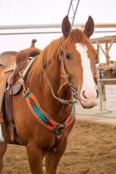 Schulz Equine Mohair Breast Collar Rost