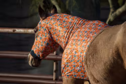 Schulz Equine Lycra Hood Howdy