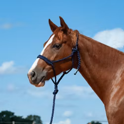 Cashel Company Flat Braid Halter with Leadrope Navy