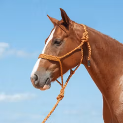 Cashel Company Flat Braid Halter with Leadrope Copper