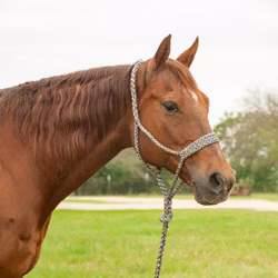 Cashel Company Flat Braid Halter with Leadrope Mardi Gras