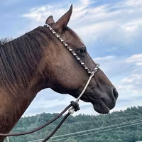 All That Looping Hackamore