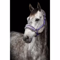 Grimma Horse Unique Lila
