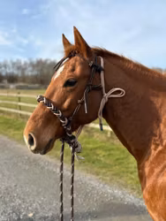 All That Soft Hackamore