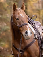 All That Braided Rope Halter Brown