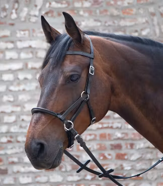 Linda Tellington Jones Lindel Black