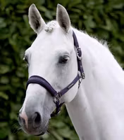 Premier Equine Duco Padded Head Collar With Lead Rope Grape