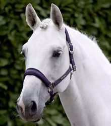 Premier Equine Duco Padded Head Collar With Lead Rope Grape