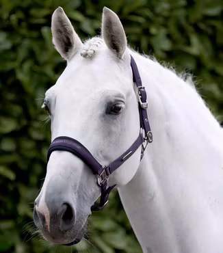 Premier Equine Duco Padded Head Collar With Lead Rope Grape