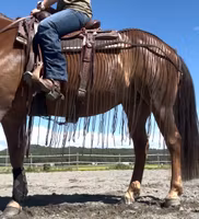 All That Harness Fly Net -Riding