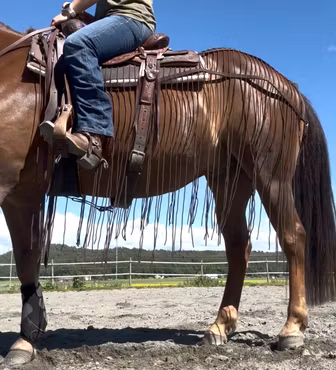 All That Harness Fly Net -Riding