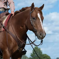 Weaver Western Huvudlag Austin Sliding Ear