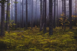 Dimma och skog
