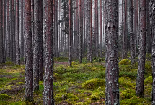 Skog
