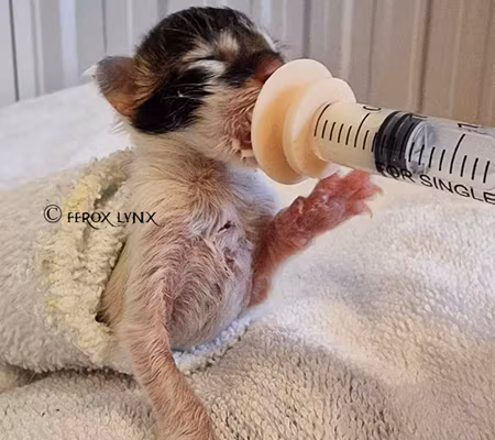 Sprutor utan kanyl - 1 ml